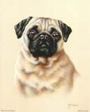 Pug