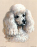 White Poodle