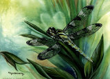 Buy Dragonfly I at AllPosters.com
