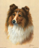 Sheltie