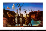 Swans Reflecting Elephants, c.1937 Poster