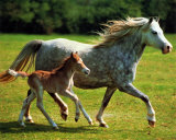 Mother's Pride
