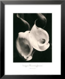 Buy Two Callas at AllPosters.com