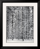 Buy Pine Forest in Snow, Yosemite National Park, 1932 at AllPosters.com