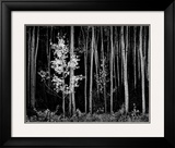 Aspens, Northern New Mexico, 1958