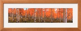 Nature's Colors - Autumn Trees