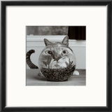 Buy Cat Fish at AllPosters.com