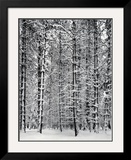 Pine Forest in Snow, Yosemite National Park, 1932