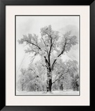 Oak Tree, Snowstorm, Yosemite National Park, 1948