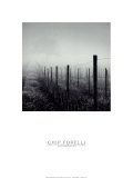 Buy Vineyard at AllPosters.com