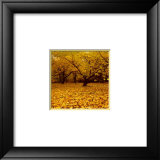 Buy Prunus at AllPosters.com