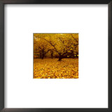 Prunus