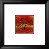 Buy Acer at AllPosters.com