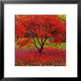 Buy Acer at AllPosters.com