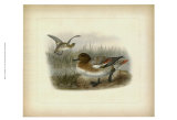 Buy Redcrested Pochard at AllPosters.com