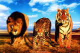 Buy Wild Cats at AllPosters.com