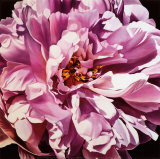 Buy Pink Peony at AllPosters.com