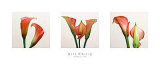 Buy Three Lilies at AllPosters.com