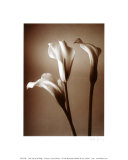 Buy Calla Lily at AllPosters.com