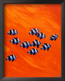10 Black-tailed Humbugs