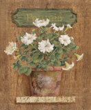 Petunia