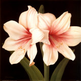Buy Contemporary Lily I at AllPosters.com