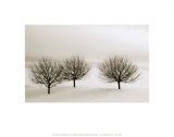 Buy Snow Trees, New York at AllPosters.com