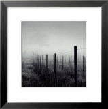 Buy Vineyard at AllPosters.com