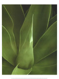 Buy Tropica III at AllPosters.com