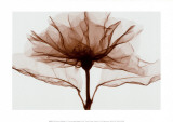 Buy A Rose at AllPosters.com