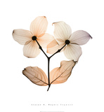 Dogwood I