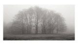 Buy Gathering Trees at AllPosters.com