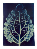 Buy Leaf Study II, 2002 at AllPosters.com
