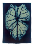 Buy Leaf Study I, 2002 at AllPosters.com