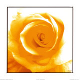 Yellow Rose