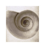 Buy Snail Shell at AllPosters.com