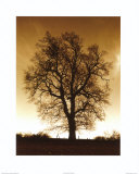 Buy Sepia Trees I at AllPosters.com