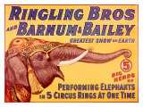 Ringling Brothers Circus: Performing Elephant