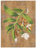 Buy Sumatra Orchids I at AllPosters.com