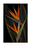 Bird of Paradise