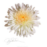 Buy White Daisy at AllPosters.com