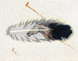 Buy Feather Horse (S/N ed/125) at AllPosters.com
