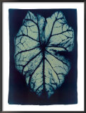 Buy Leaf Study #1, 2002 at AllPosters.com