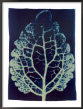 Buy Leaf Study #2, 2002 at AllPosters.com