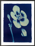 Open Geranium #2, 2002