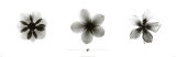Buy X-Ray Frangipani Triptych at AllPosters.com