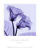 Buy Gloxina at AllPosters.com