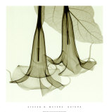 Buy Datura at AllPosters.com