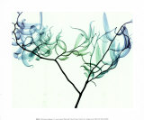Buy Willow at AllPosters.com