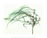 Buy Wind at AllPosters.com